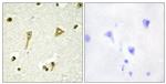 TSC22D1 Antibody in Immunohistochemistry (Paraffin) (IHC (P))