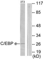 C/EBP epsilon Antibody in Western Blot (WB)
