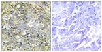 UBXD5 Antibody in Immunohistochemistry (Paraffin) (IHC (P))