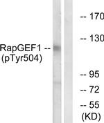 Phospho-RAPGEF1 (Tyr504) Antibody in Western Blot (WB)