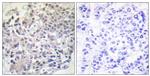 RAPGEF1 Antibody in Immunohistochemistry (Paraffin) (IHC (P))