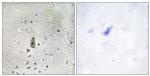 Phospho-Kir1.1 (Ser25, Ser44) Antibody in Immunohistochemistry (Paraffin) (IHC (P))