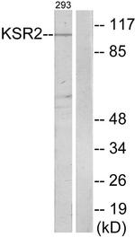KSR2 Antibody in Western Blot (WB)