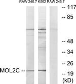 MOB3C Antibody in Western Blot (WB)