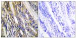 DGKH Antibody in Immunohistochemistry (Paraffin) (IHC (P))