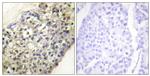 LATH Antibody in Immunohistochemistry (Paraffin) (IHC (P))