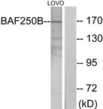 ARID1B Antibody in Western Blot (WB)