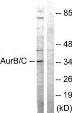 Aurora C Antibody in Western Blot (WB)