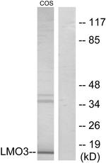LMO3 Antibody in Western Blot (WB)