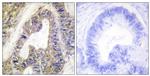 EPS8L1 Antibody in Immunohistochemistry (Paraffin) (IHC (P))