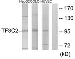 GTF3C2 Antibody in Western Blot (WB)