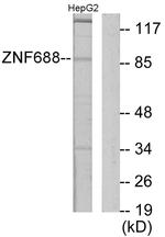 ZNF688 Antibody in Western Blot (WB)