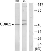 CDKL2 Antibody in Western Blot (WB)