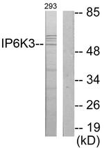 IP6K3 Antibody in Western Blot (WB)