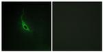 ARHGEF17 Antibody in Immunocytochemistry (ICC/IF)