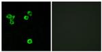RPS6KC1 Antibody in Immunocytochemistry (ICC/IF)