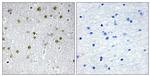 NRIP2 Antibody in Immunohistochemistry (Paraffin) (IHC (P))