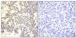 Phospho-p47phox (Ser328) Antibody in Immunohistochemistry (Paraffin) (IHC (P))