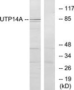 UTP14A Antibody in Western Blot (WB)