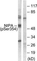 Phospho-NIPA (Ser354) Antibody in Western Blot (WB)