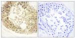 ECRG4 Antibody in Immunohistochemistry (Paraffin) (IHC (P))