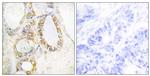 MUC13 Antibody in Immunohistochemistry (Paraffin) (IHC (P))