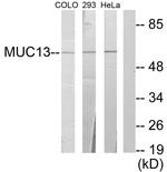 MUC13 Antibody in Western Blot (WB)