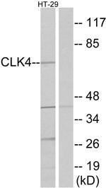 CLK4 Antibody in Western Blot (WB)