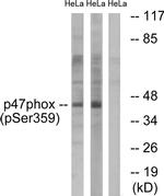 Phospho-p47phox (Ser359) Antibody in Western Blot (WB)