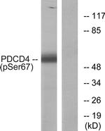 Phospho-PDCD4 (Ser67) Antibody in Western Blot (WB)