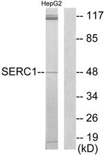 SERC1 Antibody in Western Blot (WB)