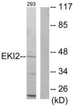 ETNK2 Antibody in Western Blot (WB)