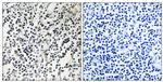Phospho-OCT1 (POU2F1) (Ser385) Antibody in Immunohistochemistry (Paraffin) (IHC (P))