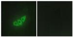PERK Antibody in Immunocytochemistry (ICC/IF)