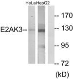 PERK Antibody in Western Blot (WB)