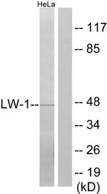 HSFX1 Antibody in Western Blot (WB)