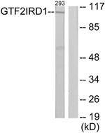 GTF2IRD1 Antibody in Western Blot (WB)
