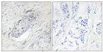 ZNF232 Antibody in Immunohistochemistry (Paraffin) (IHC (P))