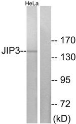JIP3 Antibody in Western Blot (WB)