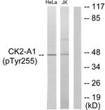 Phospho-CK2 alpha-1 (Tyr255) Antibody in Western Blot (WB)