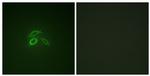 Phospho-MUC1 (Tyr1229) Antibody in Immunocytochemistry (ICC/IF)