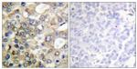 Phospho-MUC1 (Tyr1229) Antibody in Immunohistochemistry (Paraffin) (IHC (P))