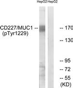 Phospho-MUC1 (Tyr1229) Antibody in Western Blot (WB)