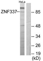 ZNF337 Antibody in Western Blot (WB)