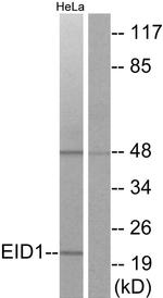 EID1 Antibody in Western Blot (WB)