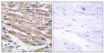 MEKK4 Antibody in Immunohistochemistry (Paraffin) (IHC (P))