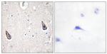 Adenylate Cyclase 5/6 Antibody in Immunohistochemistry (Paraffin) (IHC (P))
