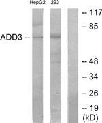gamma Adducin Antibody in Western Blot (WB)
