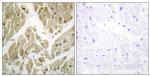 API5 Antibody in Immunohistochemistry (Paraffin) (IHC (P))