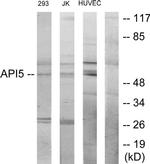 API5 Antibody in Western Blot (WB)